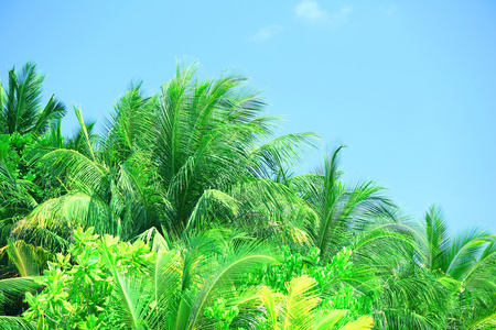 棕榈叶和蓝蓝的天空，在度假村岛上