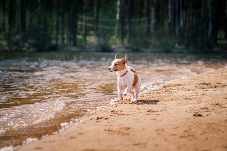 杰克罗素梗犬狗戏水