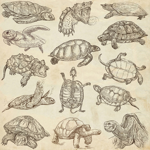 海龟   Freehands，完整的中小型的手绘图