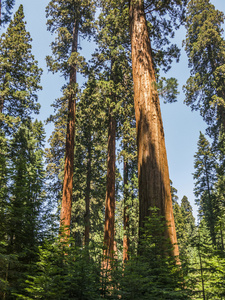 又高又大的红杉在美丽红杉国家公园