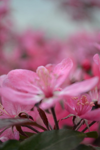 苹果的花朵