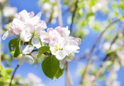 花园里的苹果树花