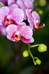 蝴蝶兰杂交兰花花，日本自卫队