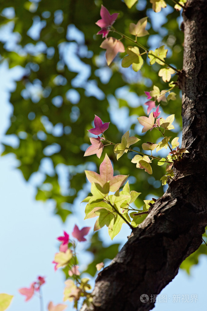 枫香树上的叶子