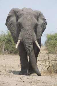 野生自由漫游非洲大象公牛的肖像