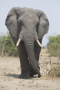 野生自由漫游非洲大象公牛的肖像