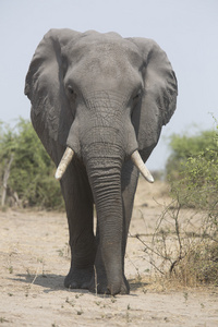 野生的非洲大象的肖像