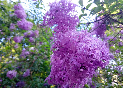 紫丁香的花
