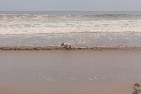 杰克罗素梗犬在海滩上运行