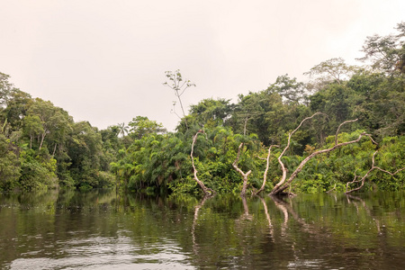Cuyabeno Cuyabeno 河储备，厄瓜多尔南美洲