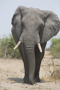 野生的非洲大象的肖像
