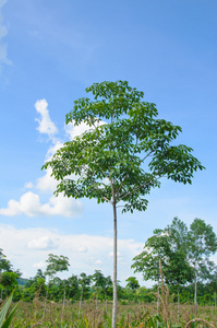 橡胶树农场