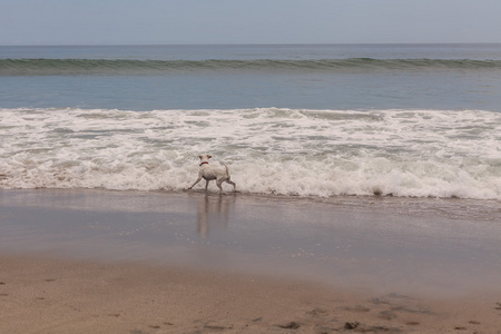 杰克罗素梗犬在海滩上运行