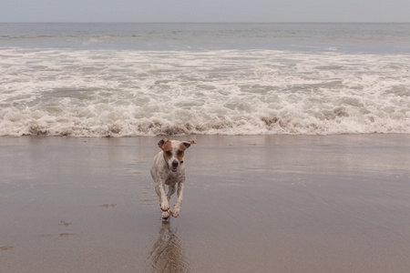 杰克罗素梗犬在海滩上运行