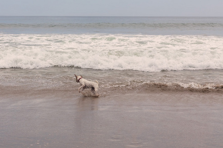 杰克罗素梗犬在海滩上运行