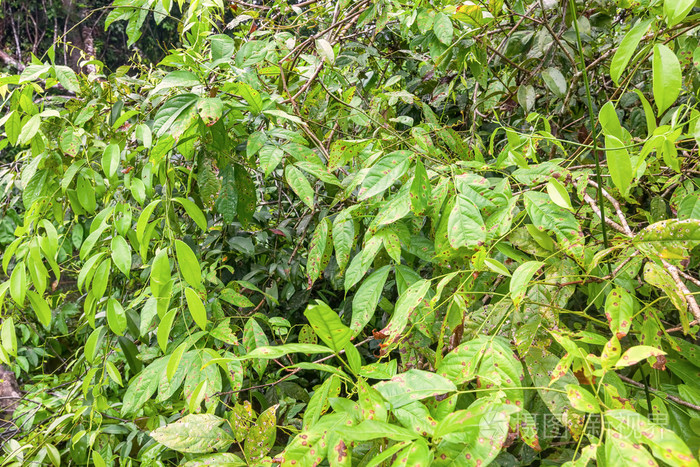 热带雨林cuyabeno保护区南美洲厄瓜多尔