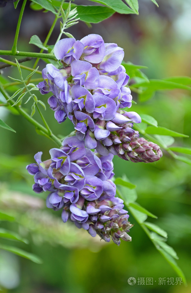 小紫藤萝花