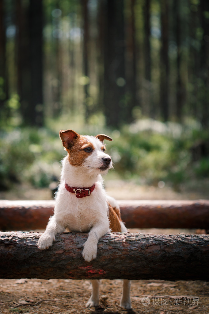 狗杰克罗素梗犬走上性质