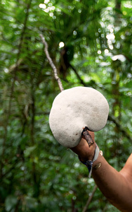 巨大的蘑菇，Cuyabeno 保留，sotuth 美国