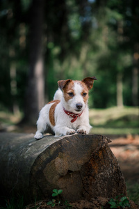 狗杰克罗素梗犬走上性质