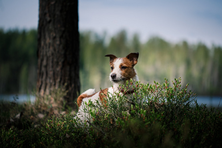 狗杰克罗素梗犬走上性质