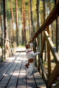 狗杰克罗素梗犬走上性质