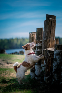 狗杰克罗素梗犬走上性质