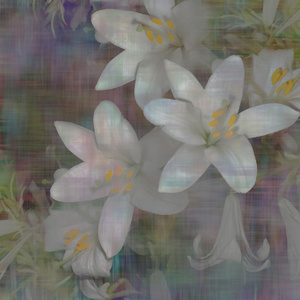 破旧的花卉图案背景与剪影白色百合