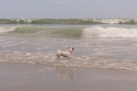 杰克罗素梗犬在海滩上运行