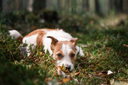 狗杰克罗素梗犬走上性质