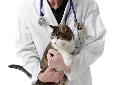 兽医与猫图片