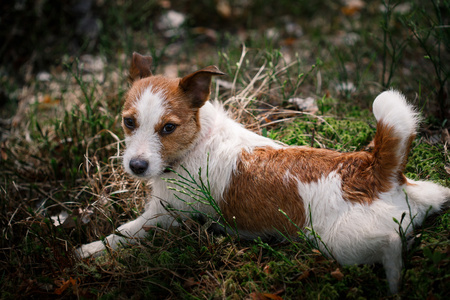 狗杰克罗素梗犬走上性质