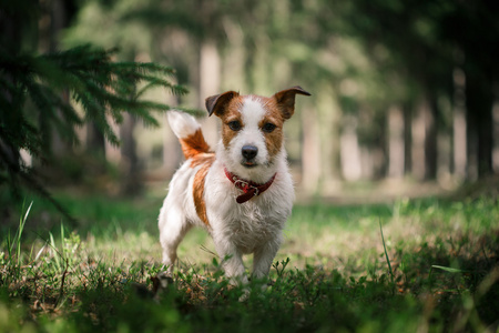 狗杰克罗素梗犬走上性质