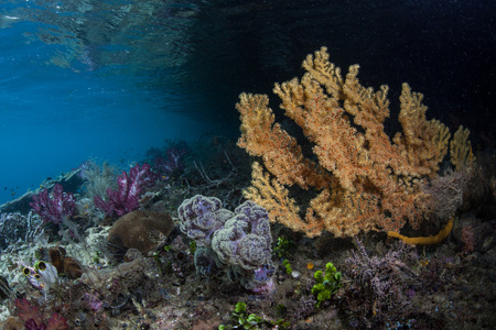 海洋生物柳珊瑚生长在美丽的珊瑚礁