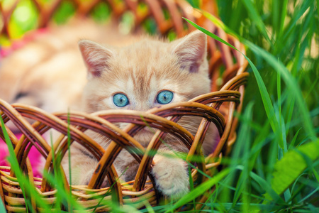 奶油小猫在篮子里