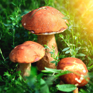 在这片草地蘑菇照片