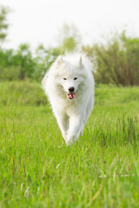 萨摩耶德犬在性质上的肖像