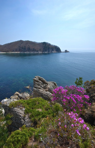 杜鹃盛开野海岸