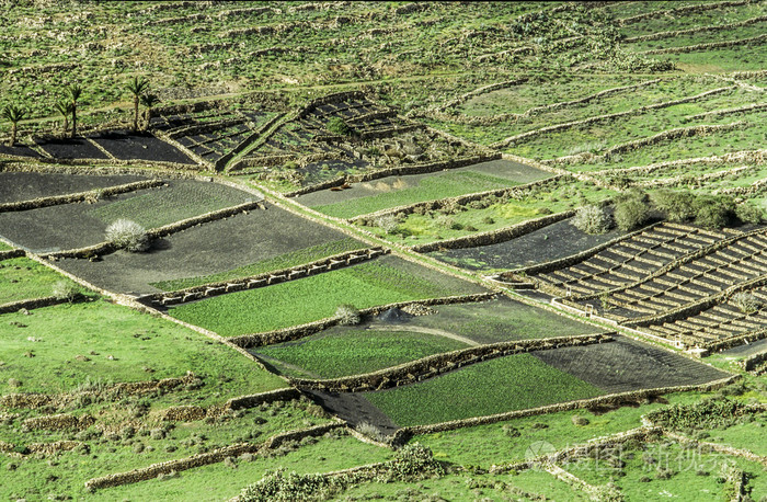 兰萨罗特岛上黑色的火山灰土壤的字段