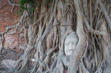 头的砂岩佛在树根在扫管笏玛哈泰寺，ayut