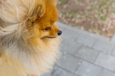 美丽的小的有趣的博美犬的红色的颜色