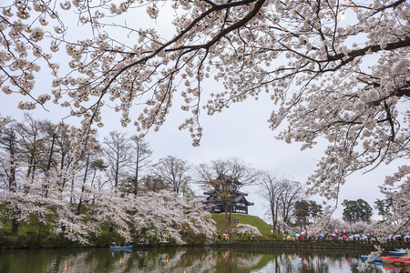 高田城堡和樱桃开花