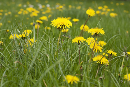 黄色的蒲公英的春天草地
