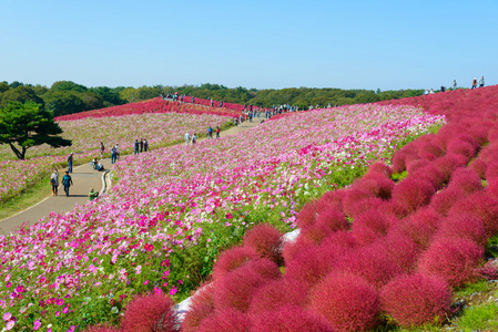 秋季在日立海滨公园