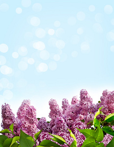 春天。淡紫色的分支
