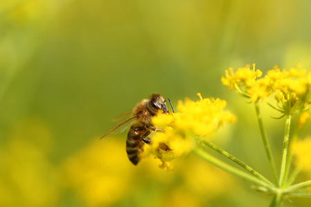 蜜蜂采集花粉从盛开的鲜花