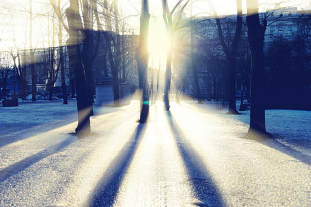 阳光穿过树叶和在冰上的阴影在公园