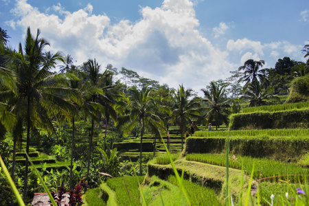Tegalalang 水稻梯田。巴厘岛