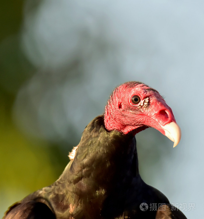 火鸡秃鹫阴极光环