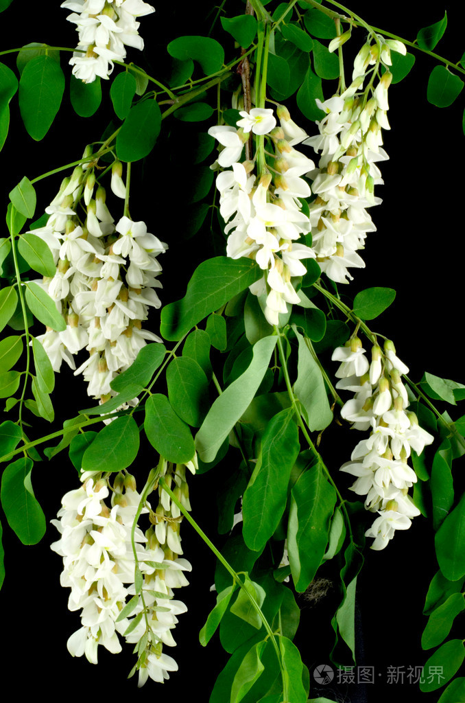 与朵朵相思树叶